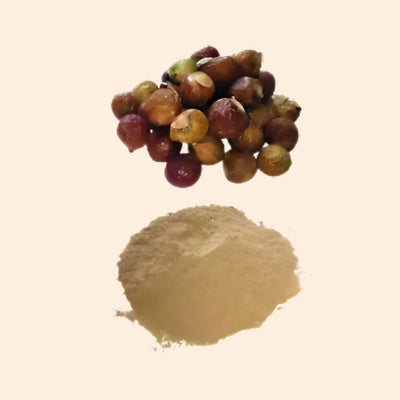 Aritha,Ritha Dry Extract