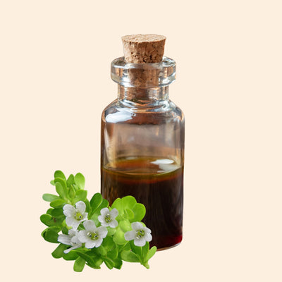 Bacopa Monneri Herbal Liquid Extract
