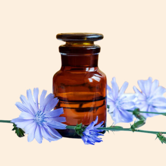 Chicory Herbal Liquid Extract