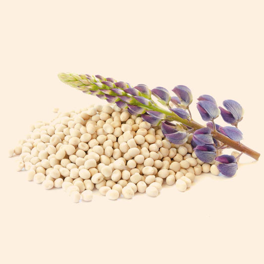 Hydrolyzed Lupine Protein