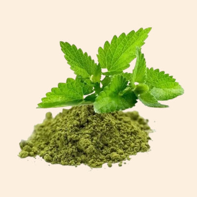 Tulsi Dry Extract